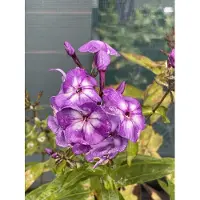 GRDplanten 6x Vlambloem - Phlox (p) 'Laura' | 9x9 cm pot