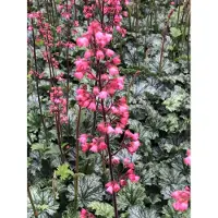 GRDplanten 6x Purperklokje - Heuchera hybr. 'Paris' | 9x9 cm pot