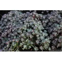 GRDplanten 6x Vetkruid - Sedum spathulifolium ‘Cape Blanco’ | 9x9 cm pot