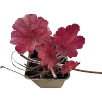 GRDplanten 6x Damastbloem - Heuchera hybr. 'Berry Smoothie' | 9x9 cm pot