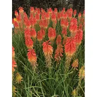 GRDplanten 3x Vuurpijl, fakkellelie - Kniphofia hybr. 'Papaya Popsicle' | 9x9 cm pot