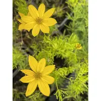 GRDplanten 6x Meisjesogen - Coreopsis vert. 'Zagreb' | 9x9 cm pot