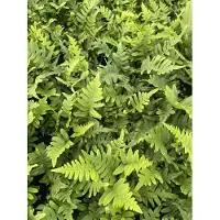 GRDplanten 6x Gewone Eikvaren - Polypodium vulgare | 9x9 cm pot