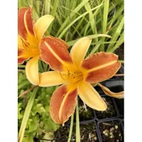 GRDplanten 6 x Hemerocallis 'Frans Hals' – Dagelijlie - Pot van 9x9 cm