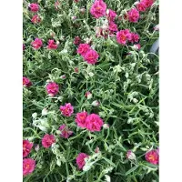 GRDplanten 6x Zonneroosje - Helianthemum hybr. 'Cerise Queen' | 9x9 cm pot