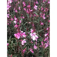 GRDplanten 6x Prachtkaars - Gaura lindh. 'Flamingo Pink' (= oenothera lindh.) | 9x9 cm pot