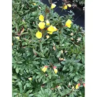 GRDplanten 6x Teunisbloem - Oenothera frut. 'Sonnenwende' | 9x9 cm pot