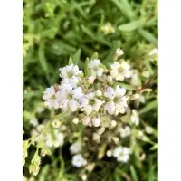 GRDplanten 6x Kruipend Gipskruid - Gypsophila repens 'Alba' | 9x9 cm pot