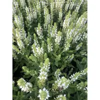 GRDplanten 6x Kranssalie - Salvia nem. Sensation White' | 9x9 cm pot