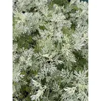 GRDplanten 6x Alsem, Bijvoet - Artemisia 'Powis Castle' | 9x9 cm pot