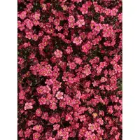 Brandless 6x Mossteenbreek - Saxifraga arendsii 'Peter Pan' | 9x9 cm pot