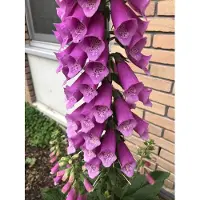 GRDplanten 6x Vingerhoedskruid - Digitalis purpurea | 9x9 cm pot