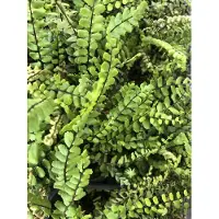 GRDplanten 6x Steenbreekvaren - Asplenium Trichomanes | 9x9 cm pot