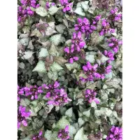 GRDplanten 6x Dovenetel - Lamium maculatum 'Purple Dragon' | 9x9 cm pot