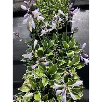GRDplanten 3x Hartlelie, Funkia - - Hosta hybr. 'Patriot' | 9x9 cm pot