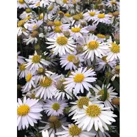 GRDplanten 6x Zomeraster - Kalimeris inc. 'Madiva' | 9x9 cm pot