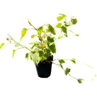 GRDplanten 6x Leidsplantje - Houttuynia cord. 'Chameleon' | 9x9 cm pot