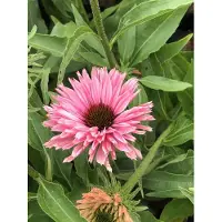 GRDplanten 6 x Echinacea purpurea 'Sunseekers Salmon' - Zonnehoed - Pot van 9x9 cm