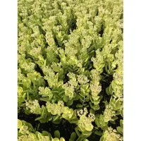 GRDplanten 6x Vetkruid, Hemelsleutel - Sedum Spect. 'Brillant' | 9x9 cm pot