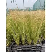 GRDplanten 6x Vedergras - Stipa tenuifolia | 9x9 cm pot