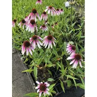 GRDplanten 6x Zonnehoed - Echinacea pur. 'Pretty Parasols' (j.s. engeltje) | 9x9 cm pot