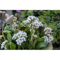 Brandless 6x Schoenlappersplant - Bergenia hybr. 'Bressingham White' | 9x9 cm pot