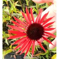 GRDplanten 6 x Echinacea purpurea 'Hot Lava' - Zonnehoed - Pot van 9x9 cm