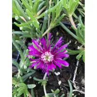 Brandless 6x Middagbloempje - Delosperma cooperi | 9x9 cm pot