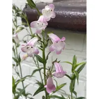 Brandless 6x Penstemon 'Apple Blossom' - Schildpadbloem - Pot 9 x 9 cm