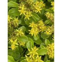 Brandless 6x Muurpeper, Vetkruid - Sedum kamtschaticum | 9x9 cm pot