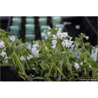 GRDplanten 6x Longkruid - Pulmonaria off. 'Sissinghurst White' | 9x9 cm pot