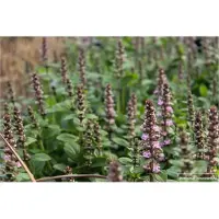 Brandless 6x Kruipend Zenegroen - Ajuga reptans 'Rosea' | 9x9 cm pot