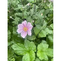GRDplanten 6x Herfstanemoon, Japanse Anemoon - Anemone hybrida 'Königin Charlotte' | 9x9 cm pot