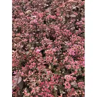 GRDplanten 6x Vetkruid - Sedum 'Sunsparkler Firecracker' | 9x9 cm pot