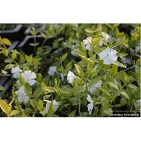 GRDplanten 12x Witte Maagdenpalm - Vinca Minor 'Alba' | 9x9 cm pot