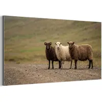 MuchoWow Aluminium schilderij 120x60 cm - Wanddecoratie metaal - Schapen - Bruin - Wit - Grindpad - Metalen muurdecoratie woonkamer - Decoratie industrieel - Foto op dibond - Industriële accessoires slaapkamer