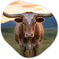 MuchoWow Organische wanddecoratie 60x60 cm - Organisch schilderij Longhorn - Landschap - Zonsondergang - Muurdecoratie woonkamer - Kamer decoratie - Schilderijen - Muurcirkel aesthetic