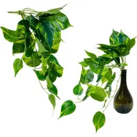Inspiruj - Groene Philodendron - Hangende Bladeren - 45 cm