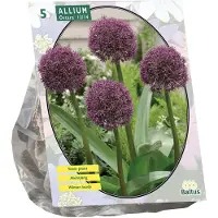Baltus - Allium Ostara per 5 bloembollen