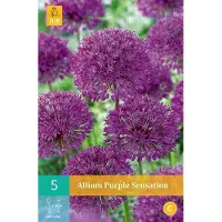 JUB Allium Purple Sensation - sierui - set van 5 stuks