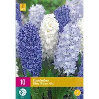 Jub holland - bloembollen - Hyacint Blue Water Mix - maat 14/15 - 10 stuks
