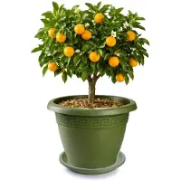 PlasticForte plantenpot met opvang schaal - donkergroen - rond - D40 x H33 cm - kunststof - buiten - tuin - bloempot