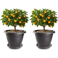 PlasticForte 2x plantenpot met opvang schaal - antraciet - rond - D40 x H33 cm - kunststof - buiten - tuin - bloempot