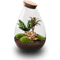 Urbanjngl Drop XL Palm - Planten Terrarium met kurk - DIY kit - Ecosysteem plant - Ø 24 cm ↑ 37 cm