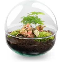 Urbanjngl Terrarium - Dome Red - ↑ 20 cm - Ecosysteem plant - Kamerplanten - DIY planten terrarium - Mini ecosysteem