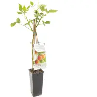 Fruithof Rubus idaeus Fallgold Gele framboos fruitplant