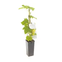 Fruithof Vitis vinifera Himrod Witte druif fruitplant