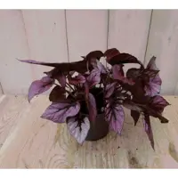 Warentuin Collection 2 stuks! Bladbegonia rood Viridi kamerplant