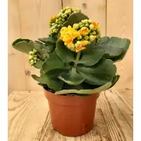 Warentuin Collection 2 stuks! Kalanchoe Oranje/Geel