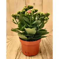 Warentuin Collection 2 stuks! Kalanchoe roze